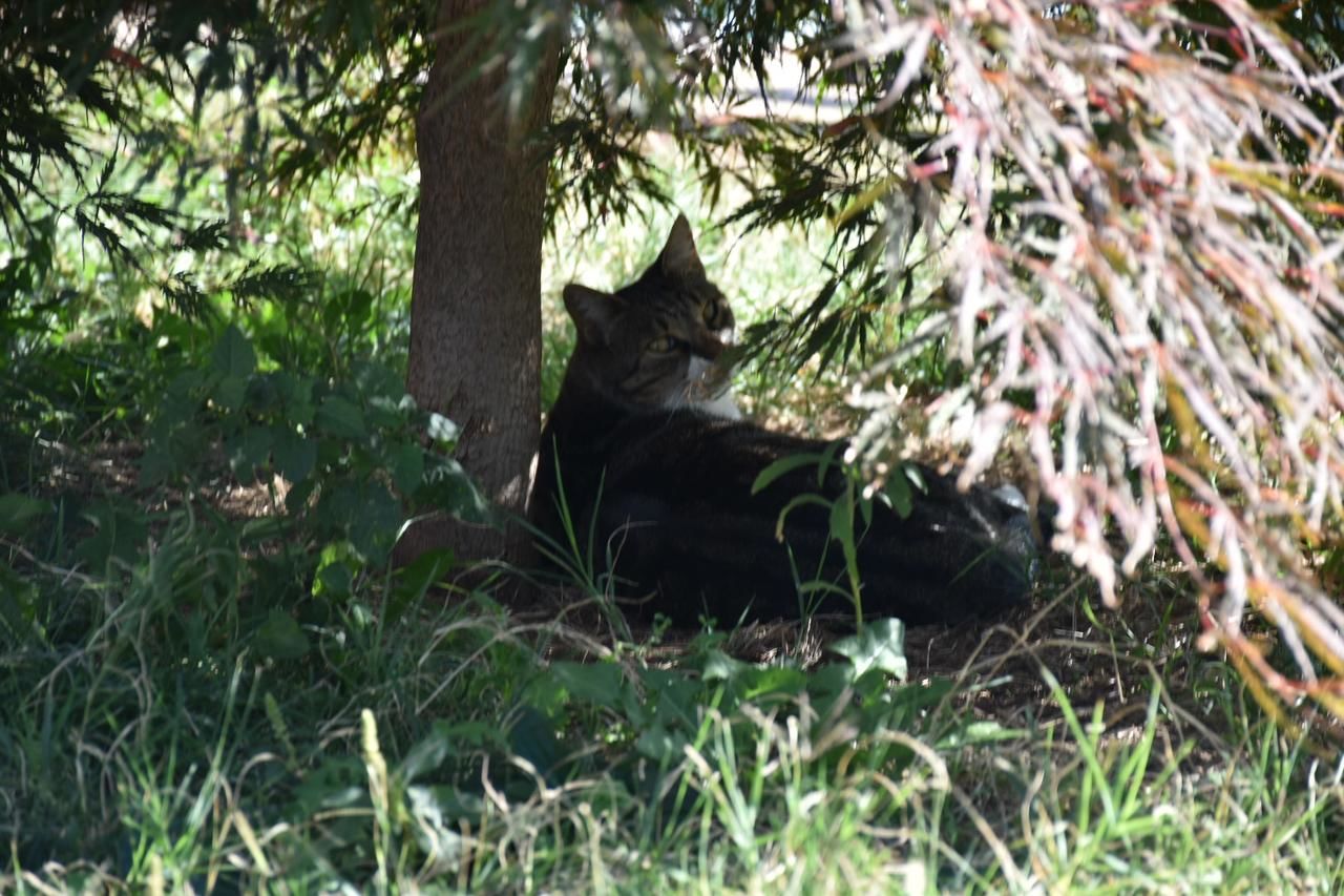 Апарт-отели Aparthotel Koliba Никшич-42